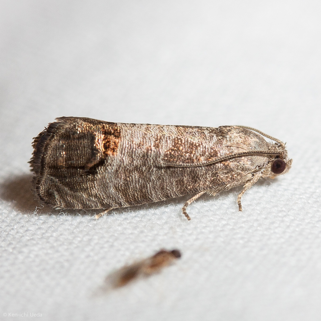 Codling Moth reference