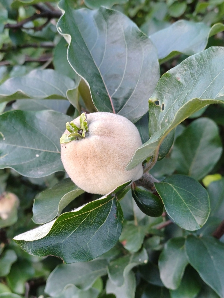 Quince reference