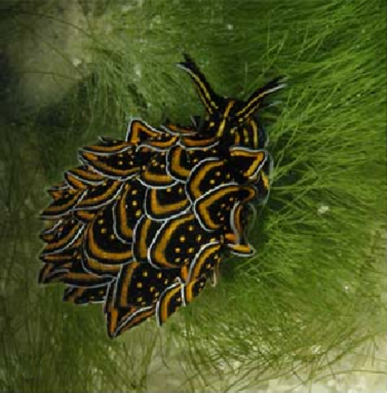 Black-and-gold Sapsucking Slug reference