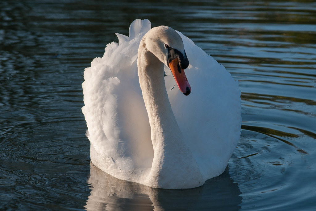 Mute Swan reference