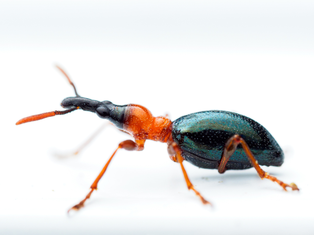 Sweet Potato Weevil reference
