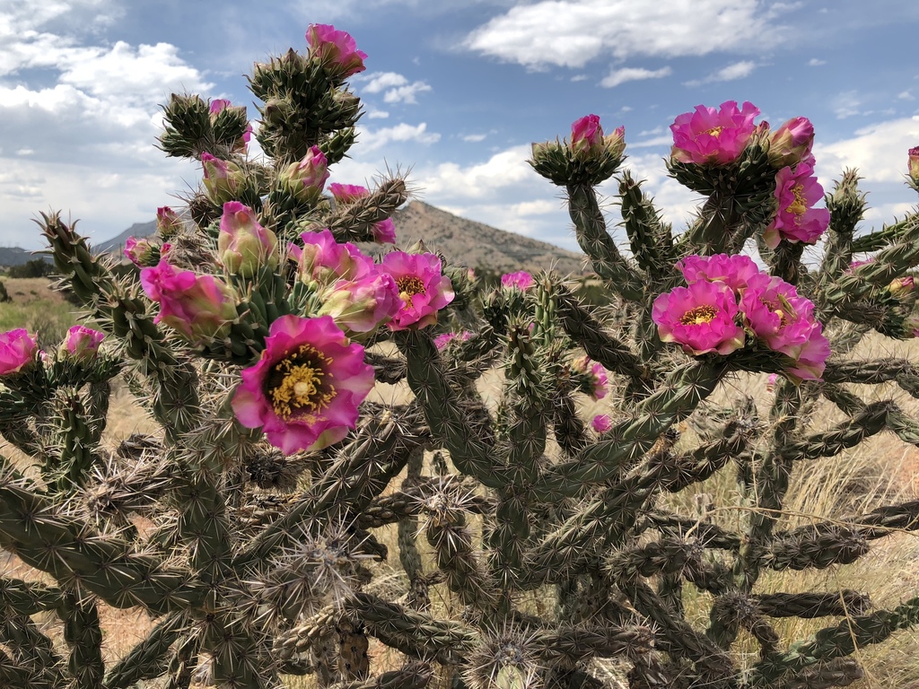 tree cholla reference
