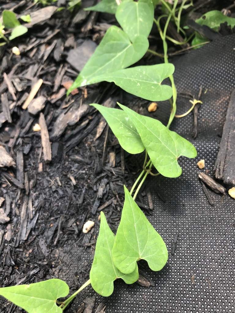 honey-vine climbing milkweed reference