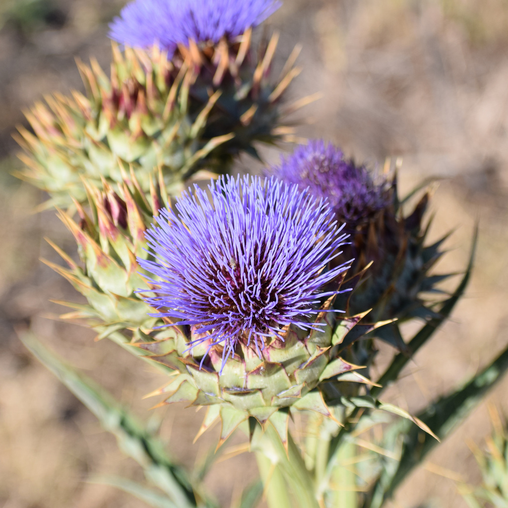 Artichoke Thistle reference