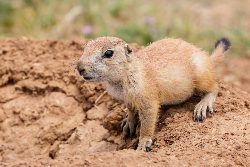Black-tailed Prairie Dog reference