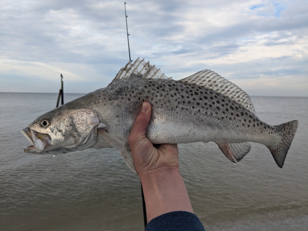 Spotted Seatrout reference