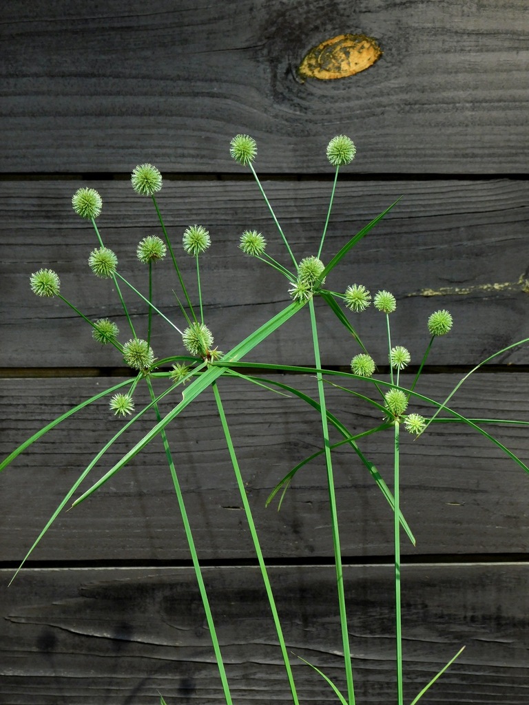 Globe Flatsedge reference
