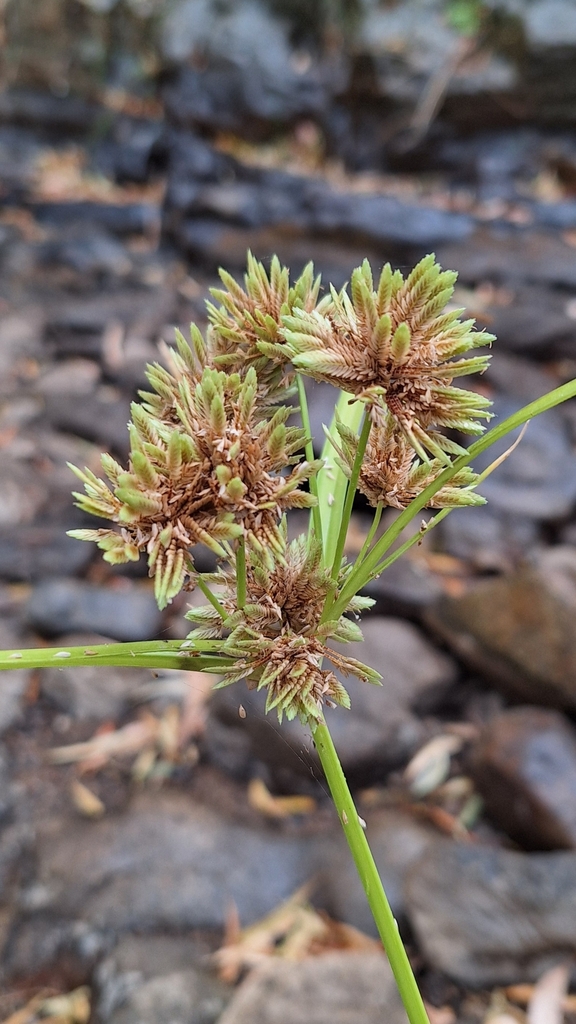 Tall Flatsedge reference