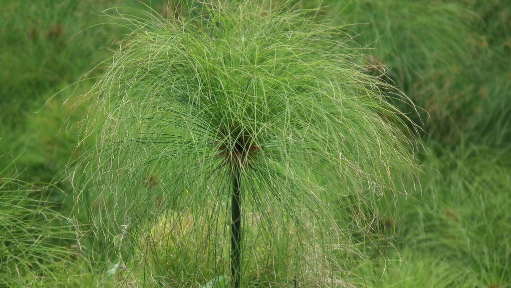 Papyrus sedge reference