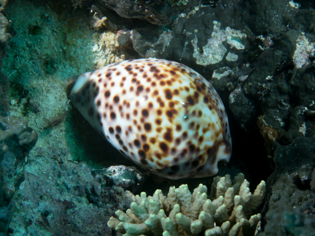 Tiger Cowrie reference