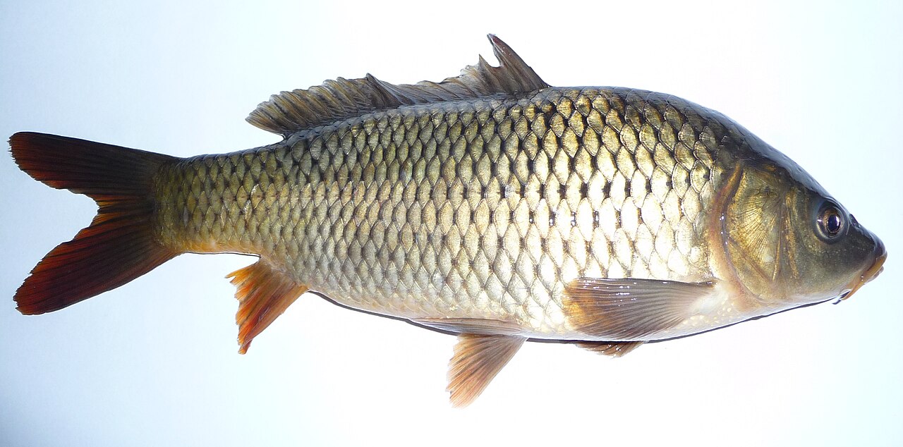 Wild Carp reference