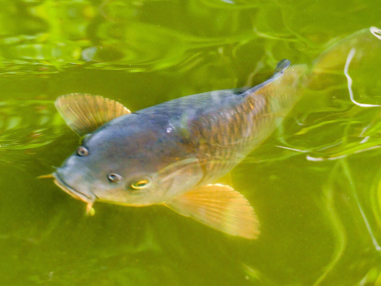 Amur Carp reference