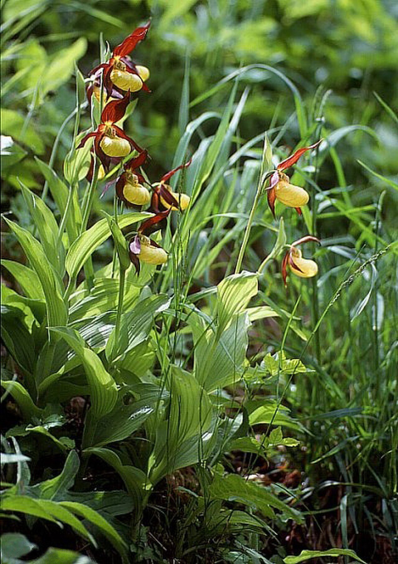 Lady's-slipper reference
