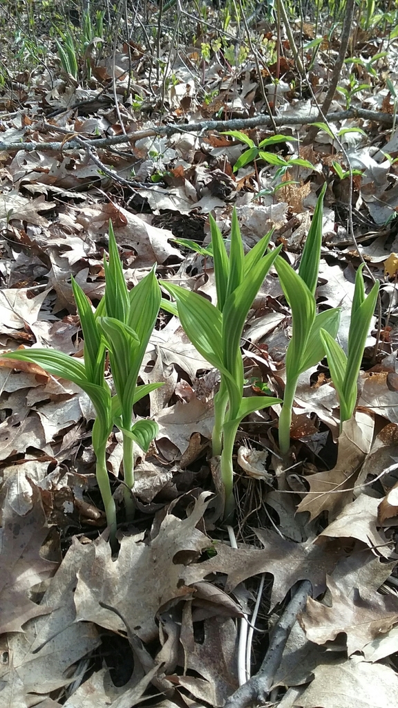 Yellow Lady's Slipper reference
