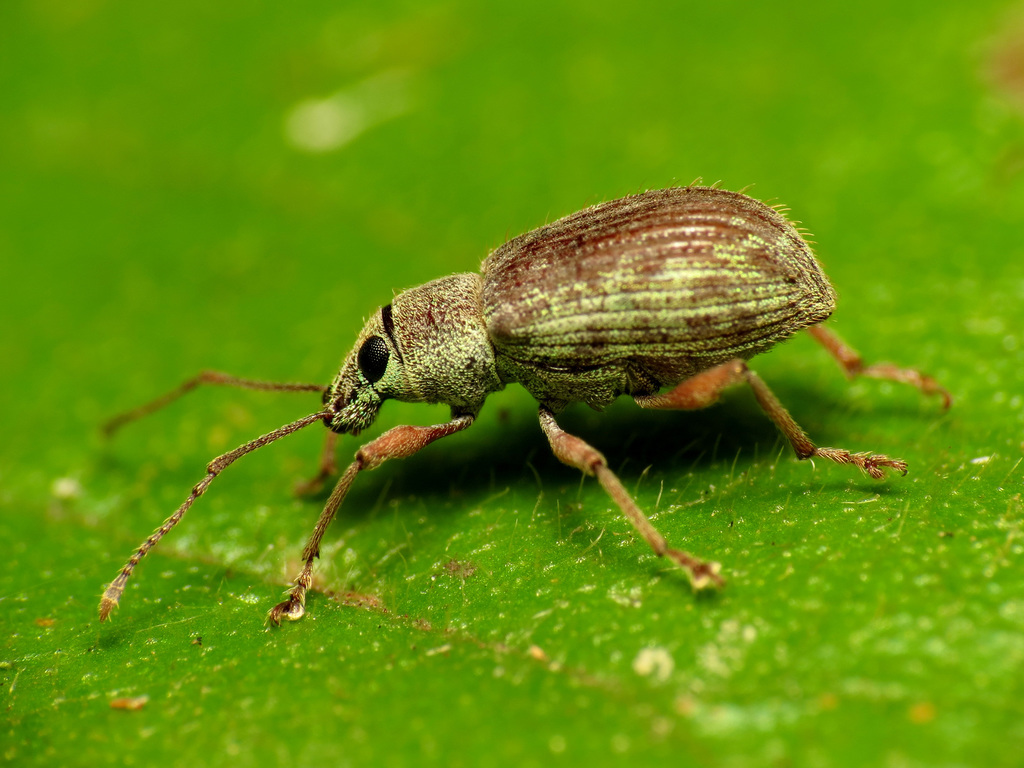 Asian Oak Weevil reference