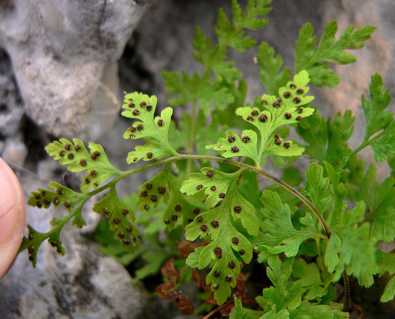 Fragile Fern reference