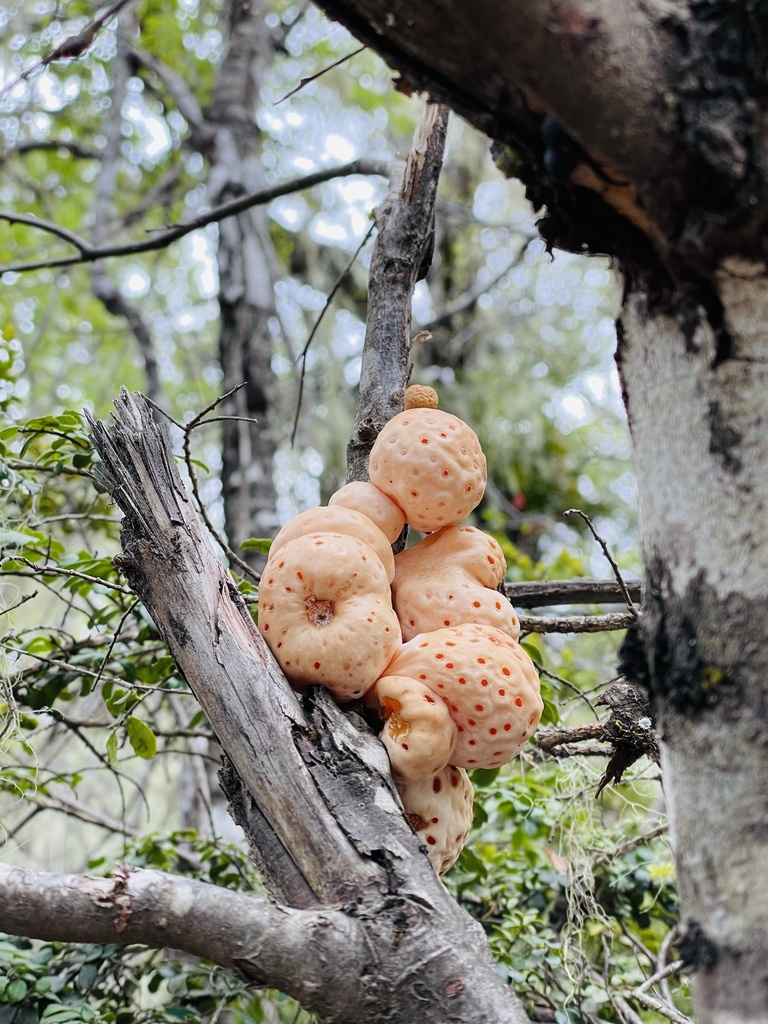 Digüeñe Fungus reference