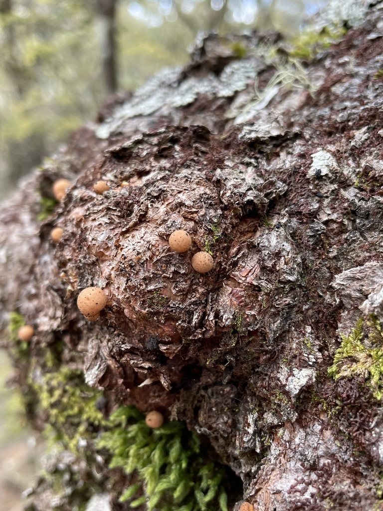 Beech Strawberry Fungus reference