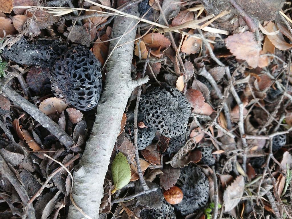 Cyttaria hariotii reference