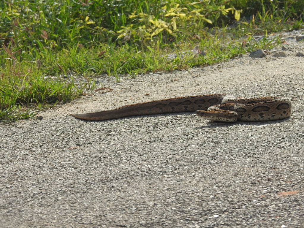 Russell's Viper reference