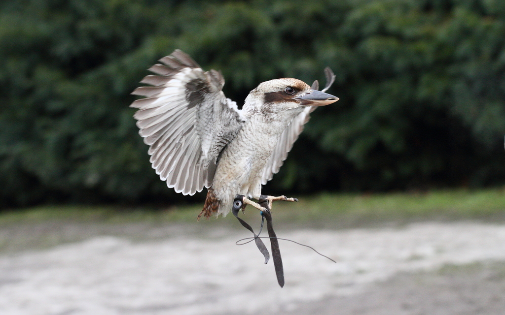 Laughing Kookaburra reference