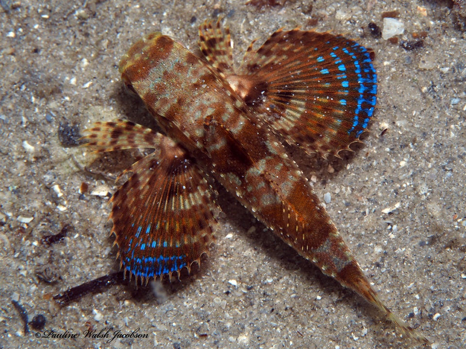 Flying Gurnard reference