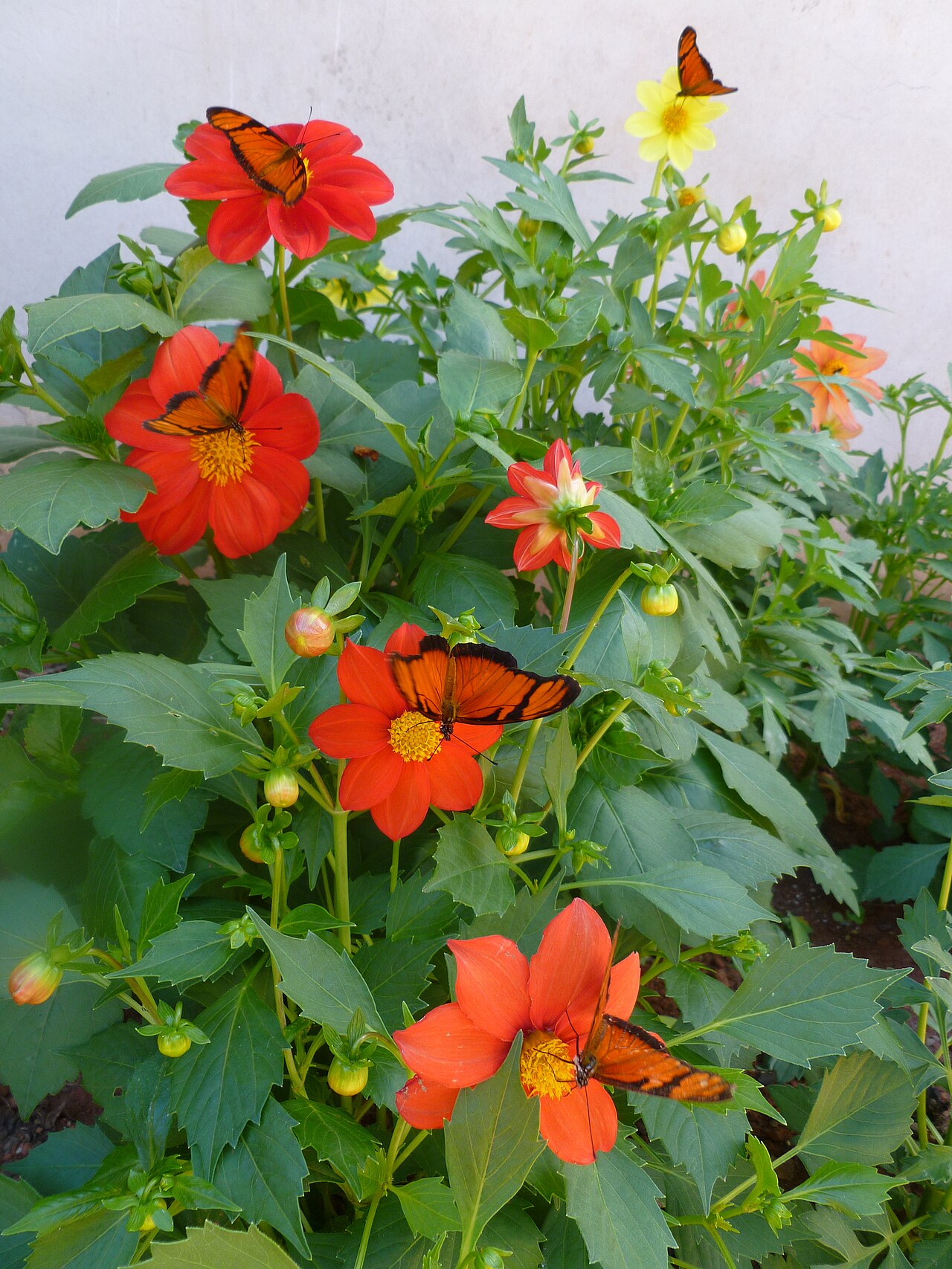 Garden Dahlia reference