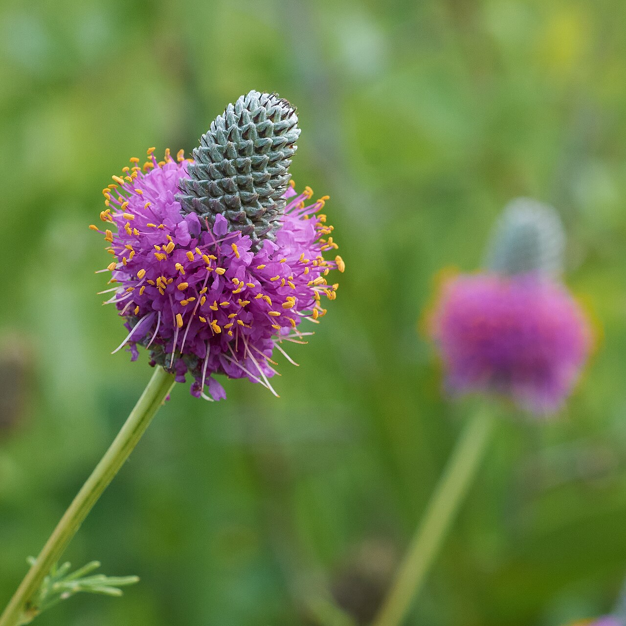 Purple Prairie Clover reference