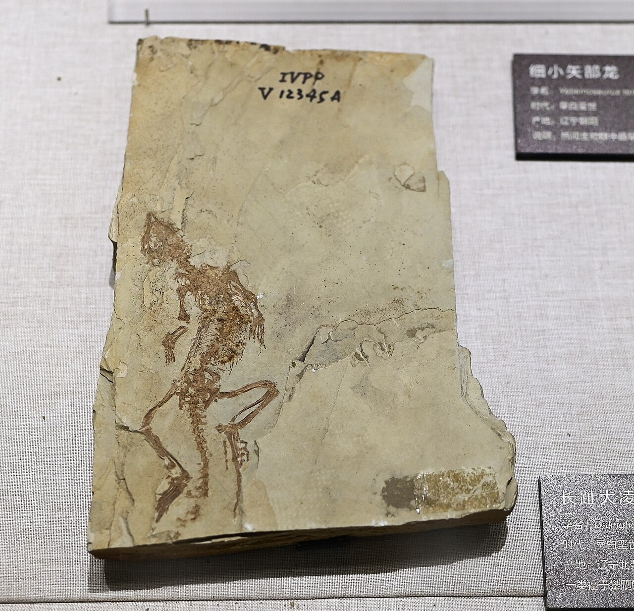 Dalinghosaurus longidigitus reference