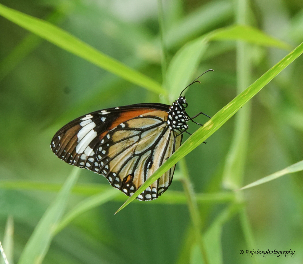 Common Tiger Butterfly reference