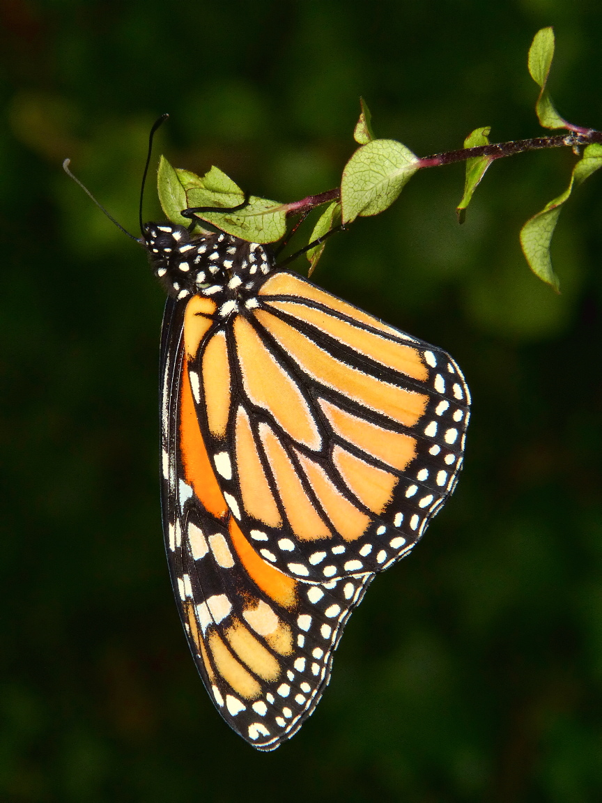 Monarch reference