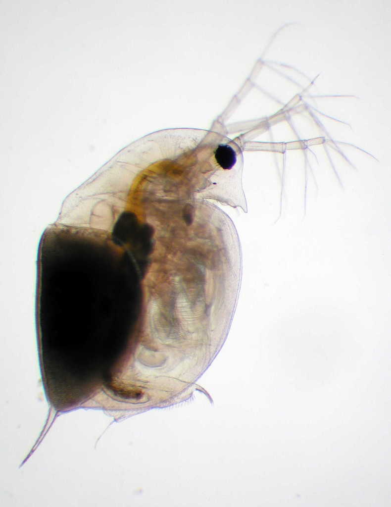 Common Water Flea reference