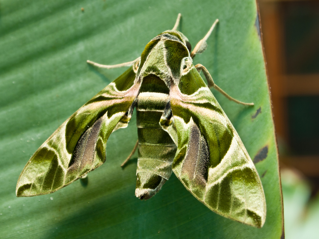 Oleander Hawkmoth reference