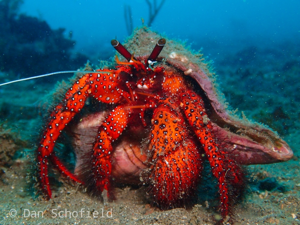 White-spotted Hermit Crab reference