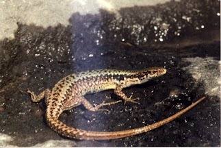 Armenian Lizard reference