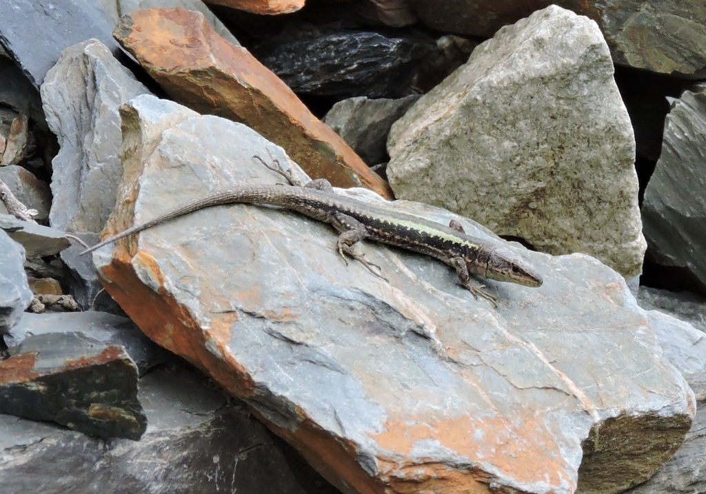 Caucasian lizard reference