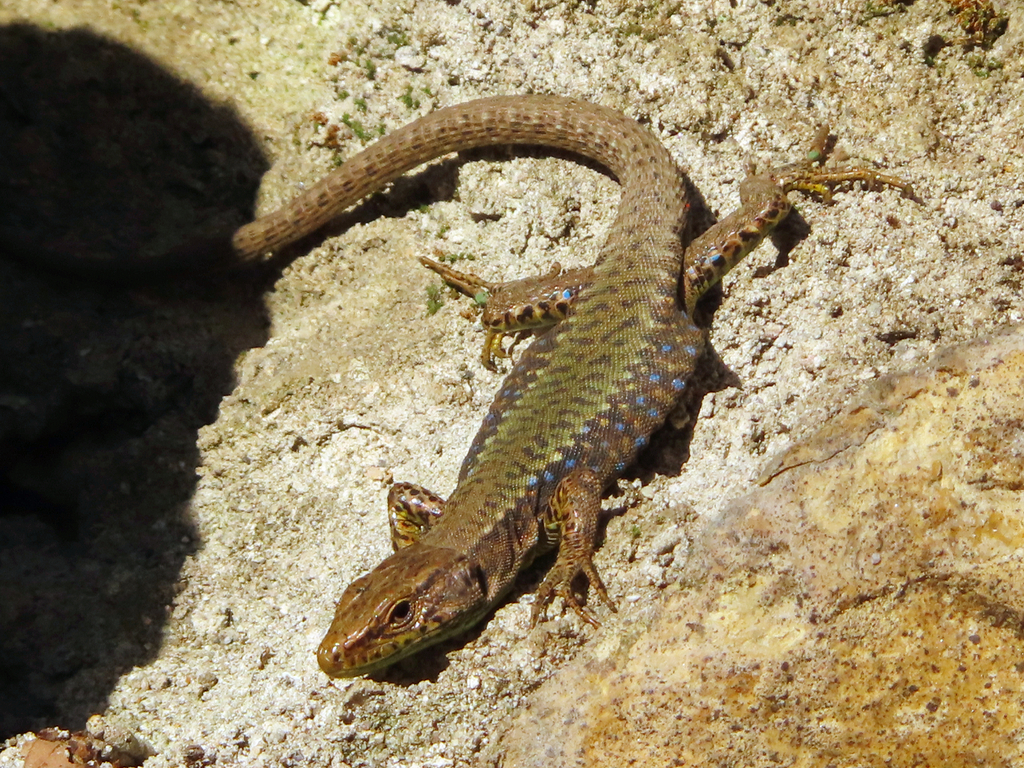 Ajarian Lizard reference