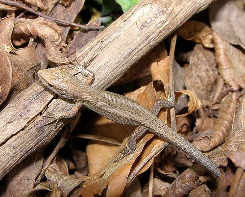 Meadow Lizard reference
