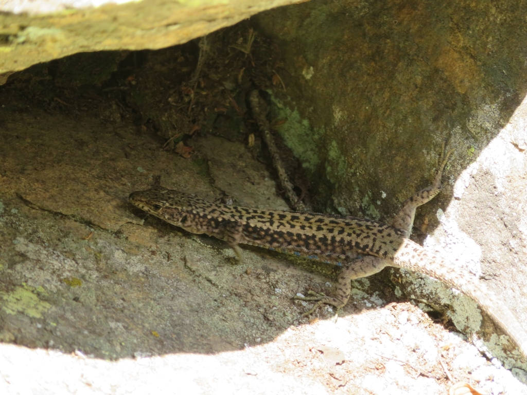 Rock Lizard reference