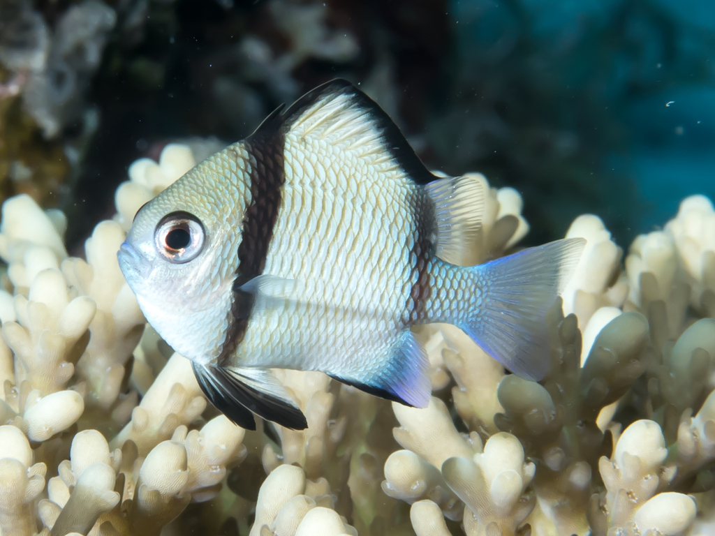Reticulated Damselfish reference