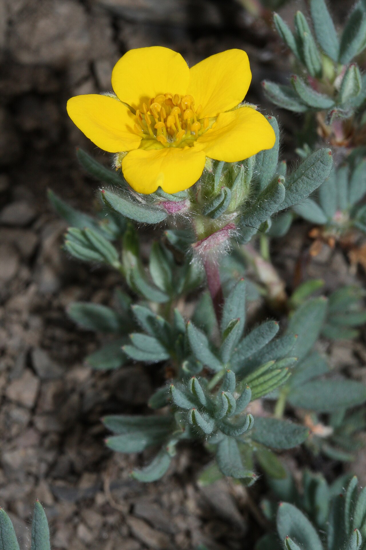 shrubby cinquefoil reference
