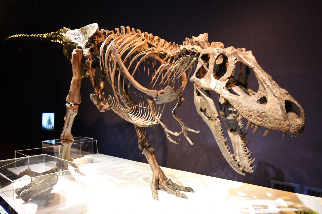 Daspletosaurus horneri reference