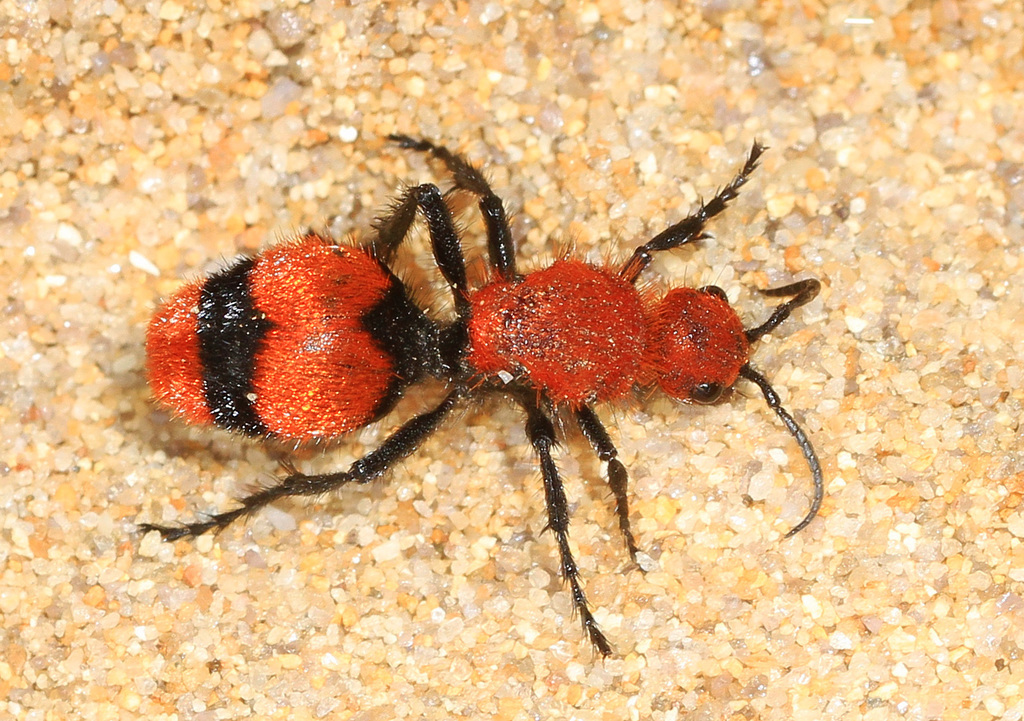 Common Eastern Velvet Ant reference