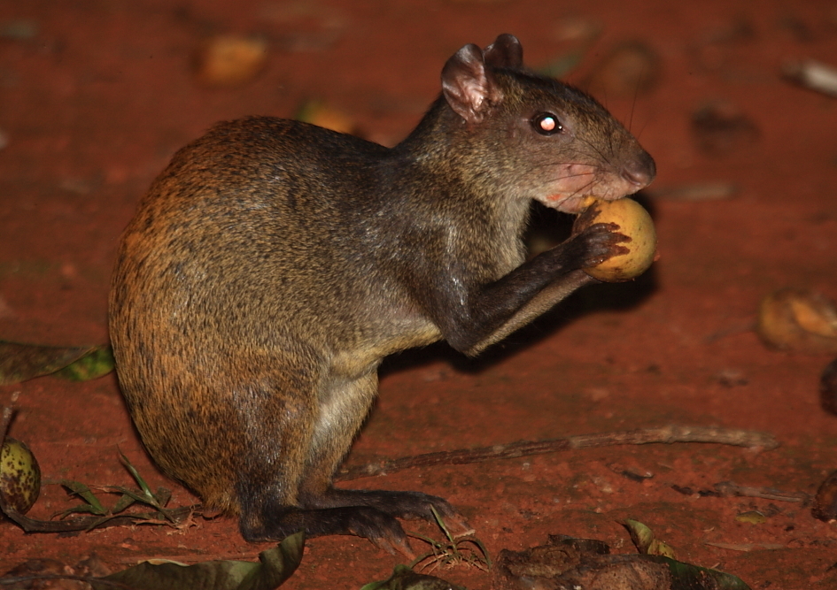 Red-rumped Agouti reference