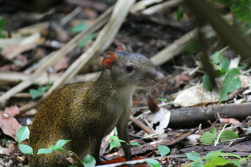 Central American Agouti reference