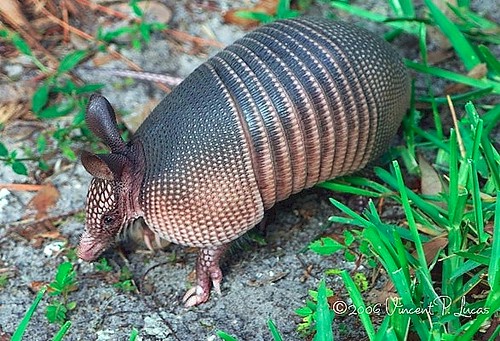 Southern Long-nosed Armadillo reference