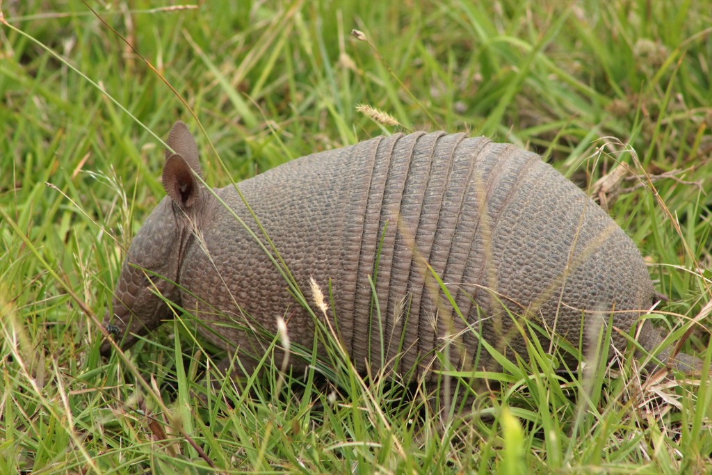 Seven-banded Armadillo reference
