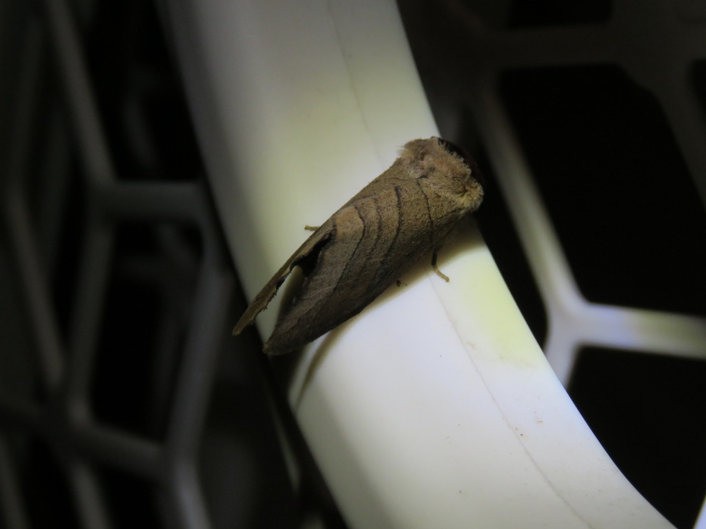 Angus' Datana Moth reference