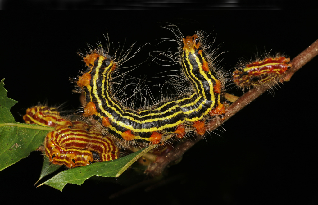 Yellow-necked Caterpillar Moth reference