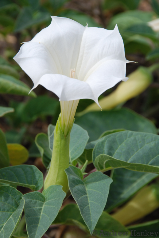 Downy Thorn-apple reference